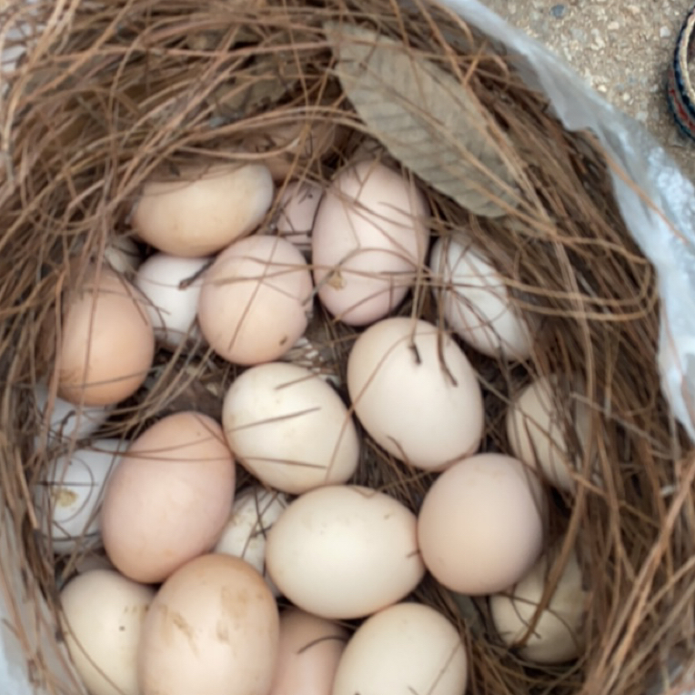 【山区土蛋】云南山货土特产农家现收土鸡蛋