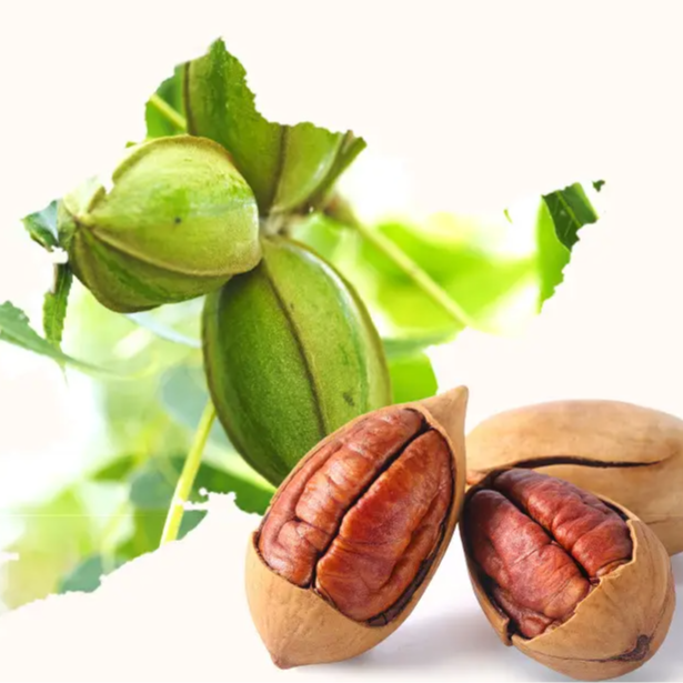 农产品青岛长寿果/食用碧根1100g包邮坚果