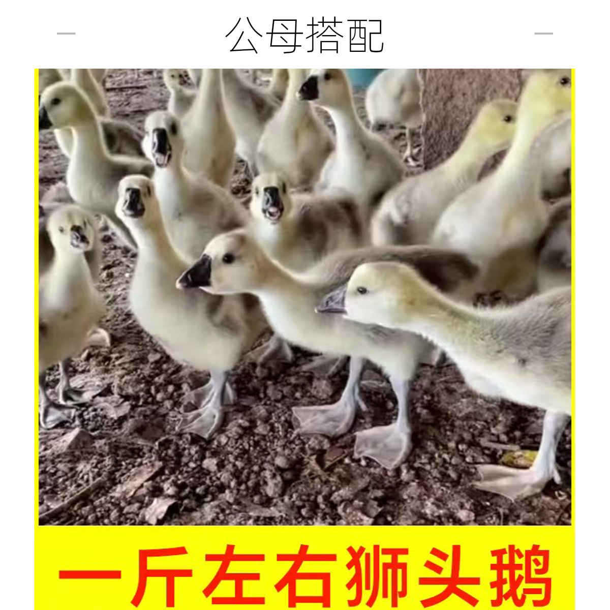 狮头鹅（1斤左右）特大种狮头鹅灰狮子鹅幼崽