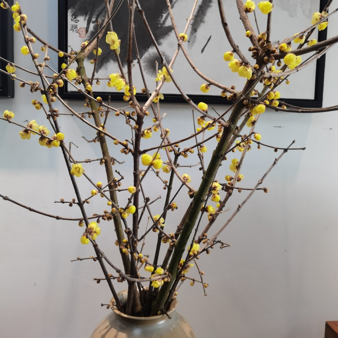 花中圆    龙年大吉，腊梅鲜切花，花期超长，浓香型。