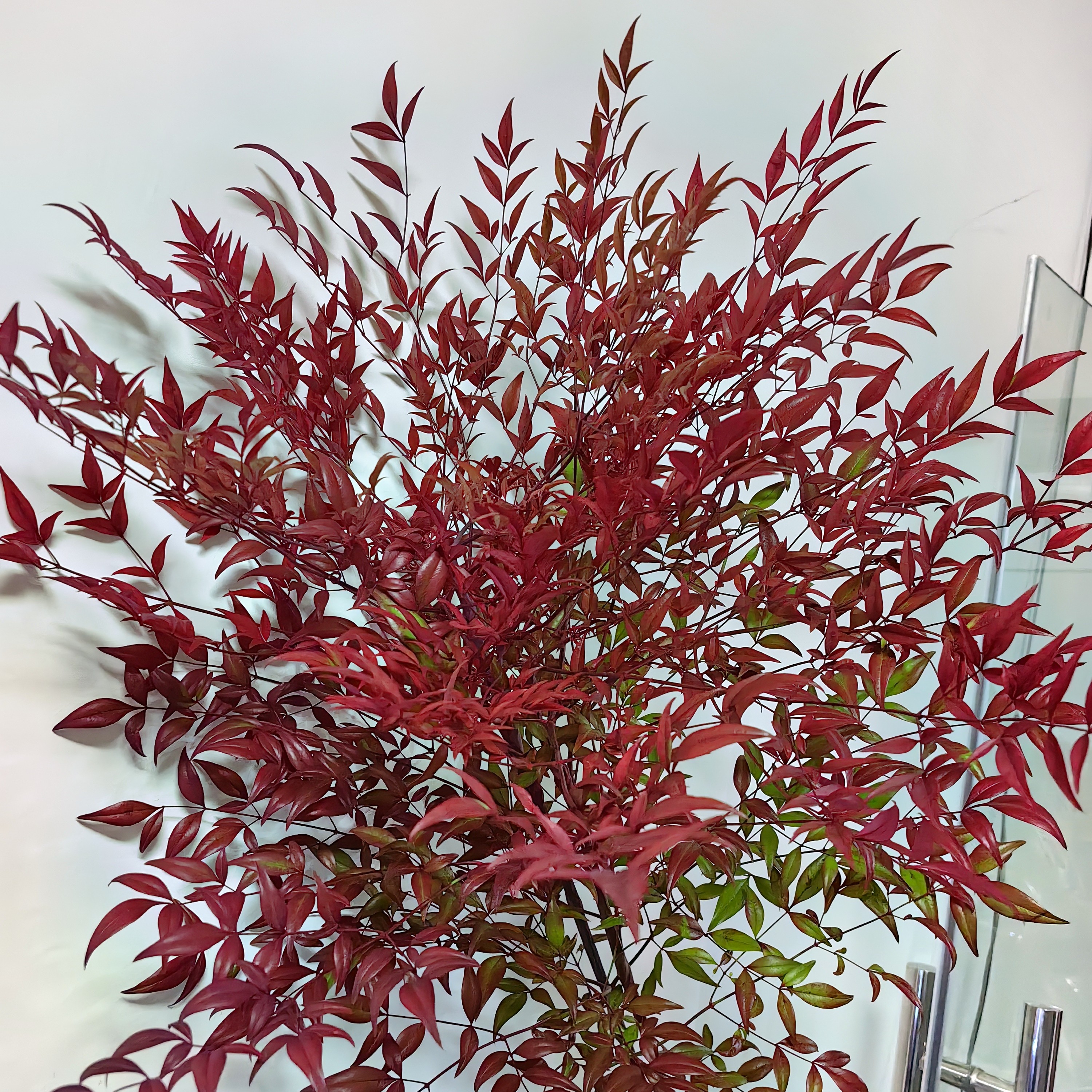 花中圆     南天竹，桌面款80-90公分左右，花期长，寓意健康长寿。