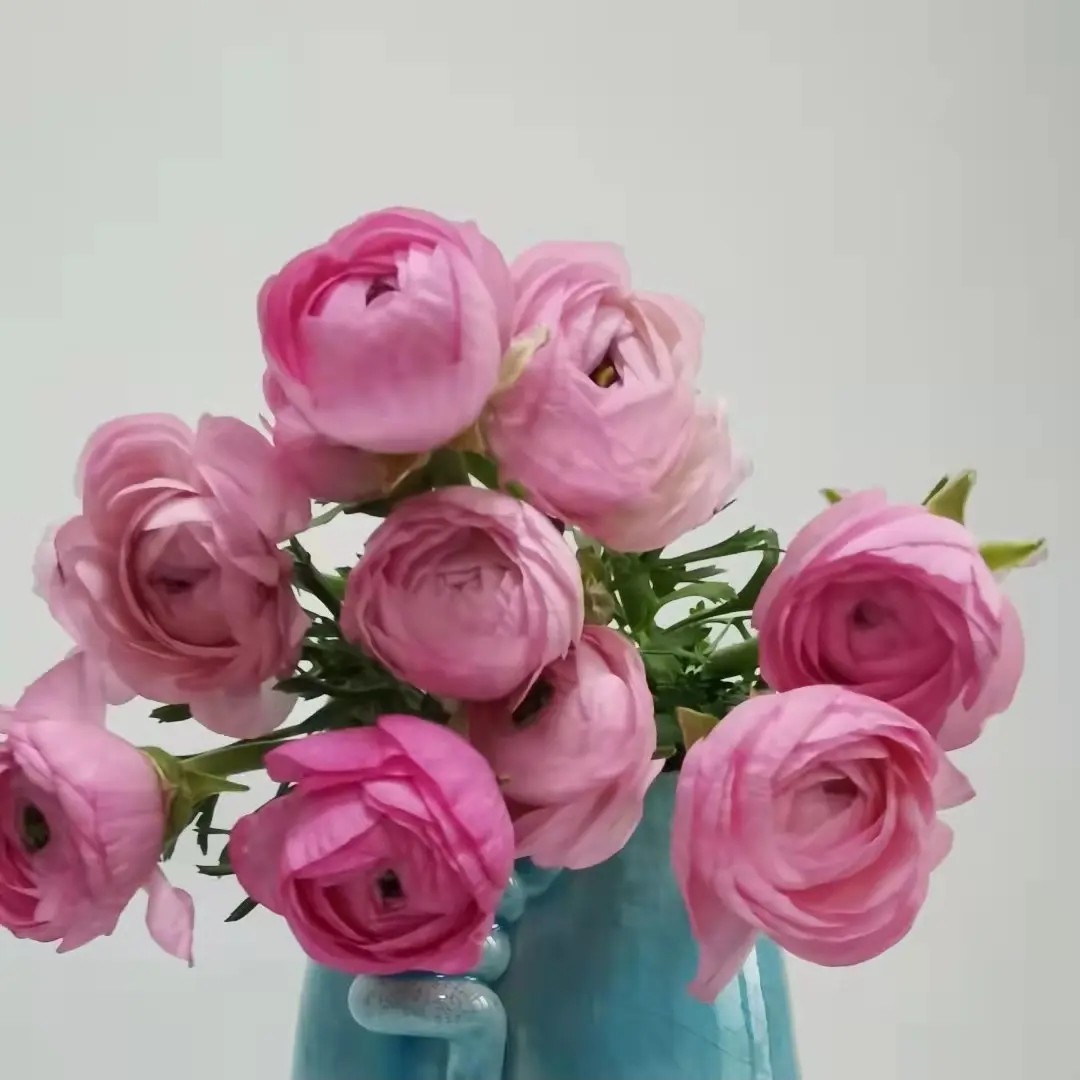 花中圆   洋牡丹鲜花，颜色多花期长（下单备注颜色）