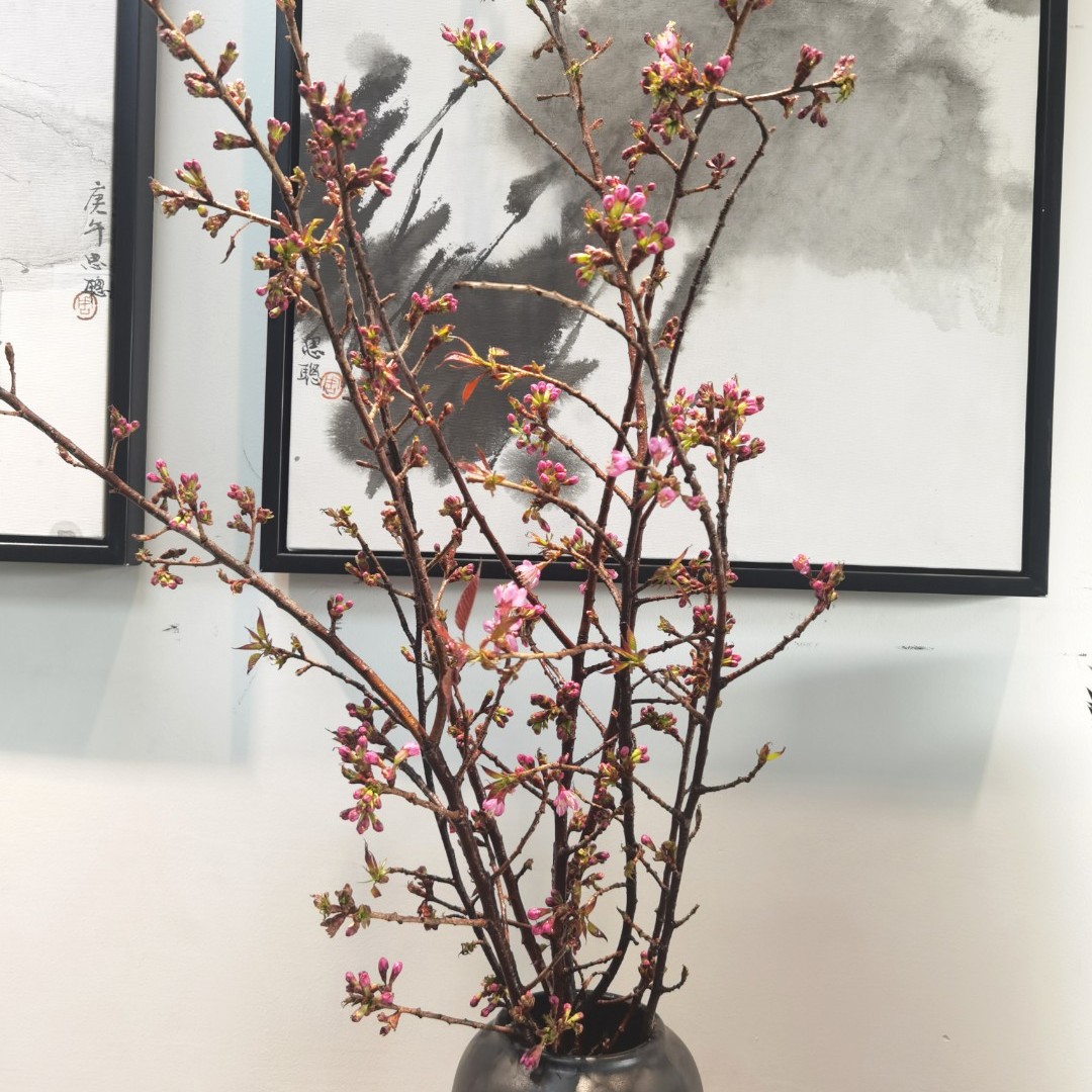 花中圆   绿植 樱花鲜枝条，养护7-10天可开花。
