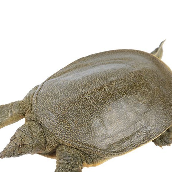 活黄甲鱼2至3一只