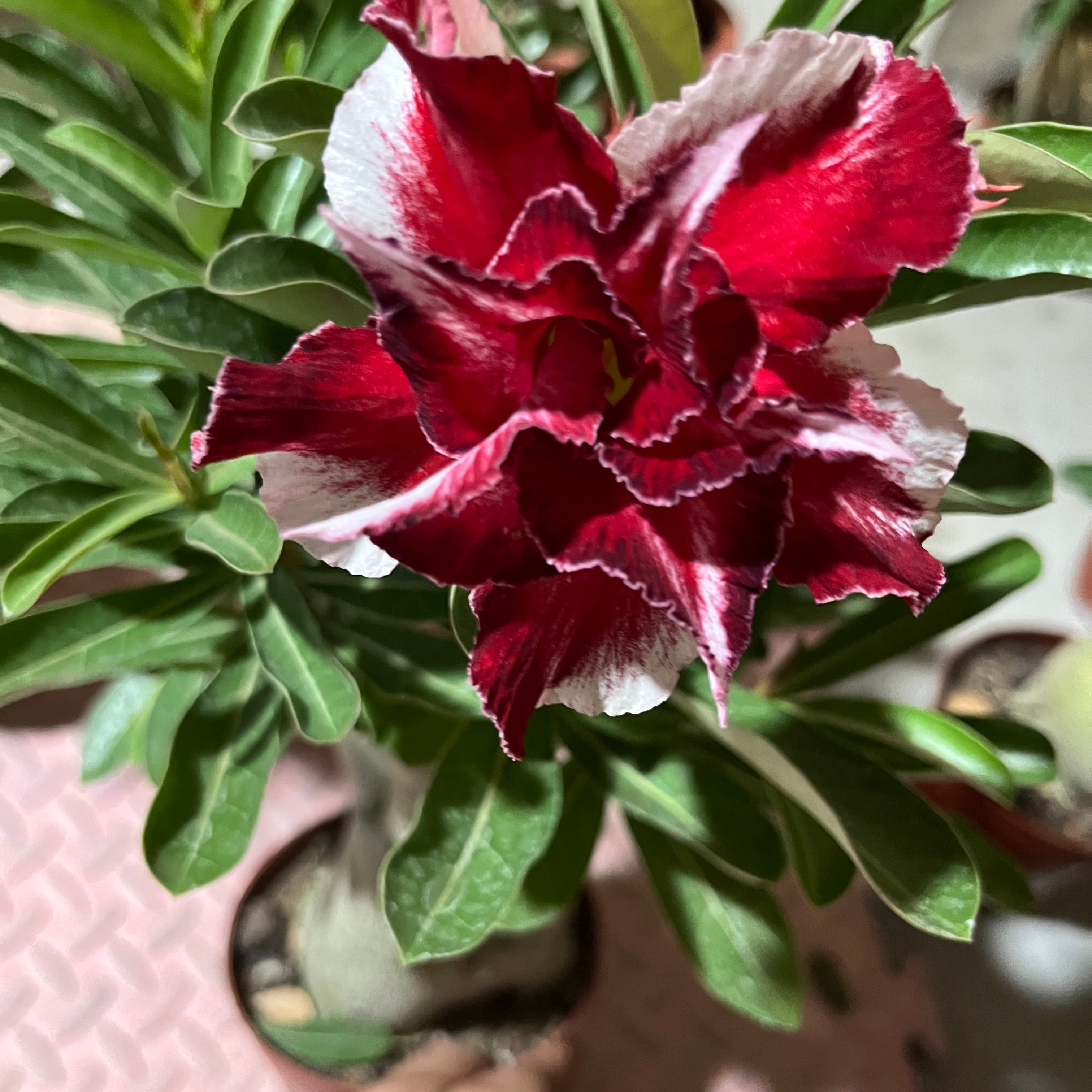 沙漠玫瑰绿植盆栽四季开花多年老桩直播展示为准。一物一拍植物