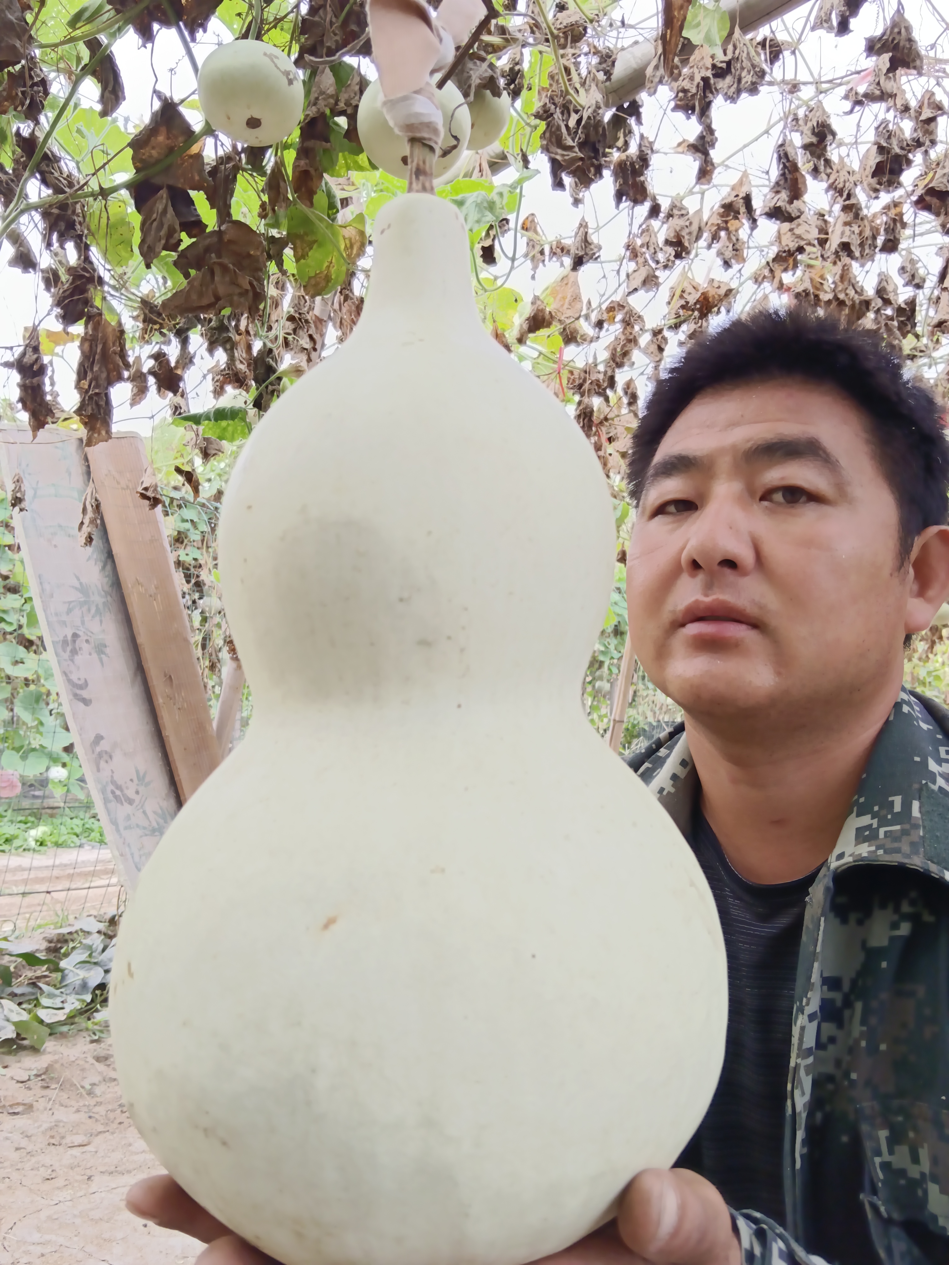 八宝葫芦，种子10粒，包邮