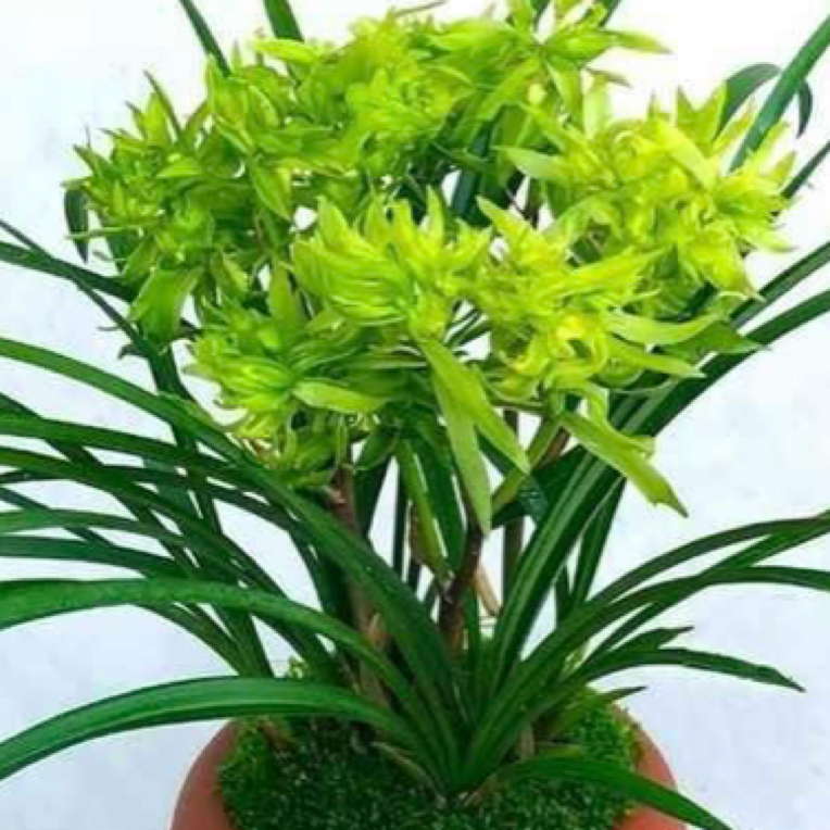 漏风漏雨自然苗花开富贵