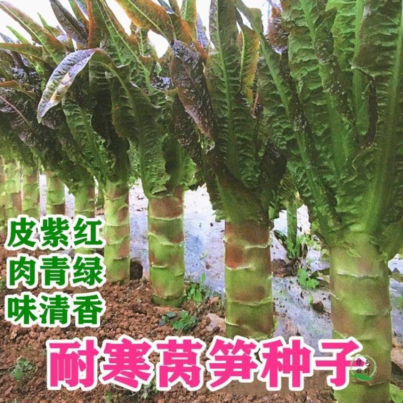 红尖叶莴笋种子大红皮绿肉香莴苣春秋冬季农家蔬菜种子大
