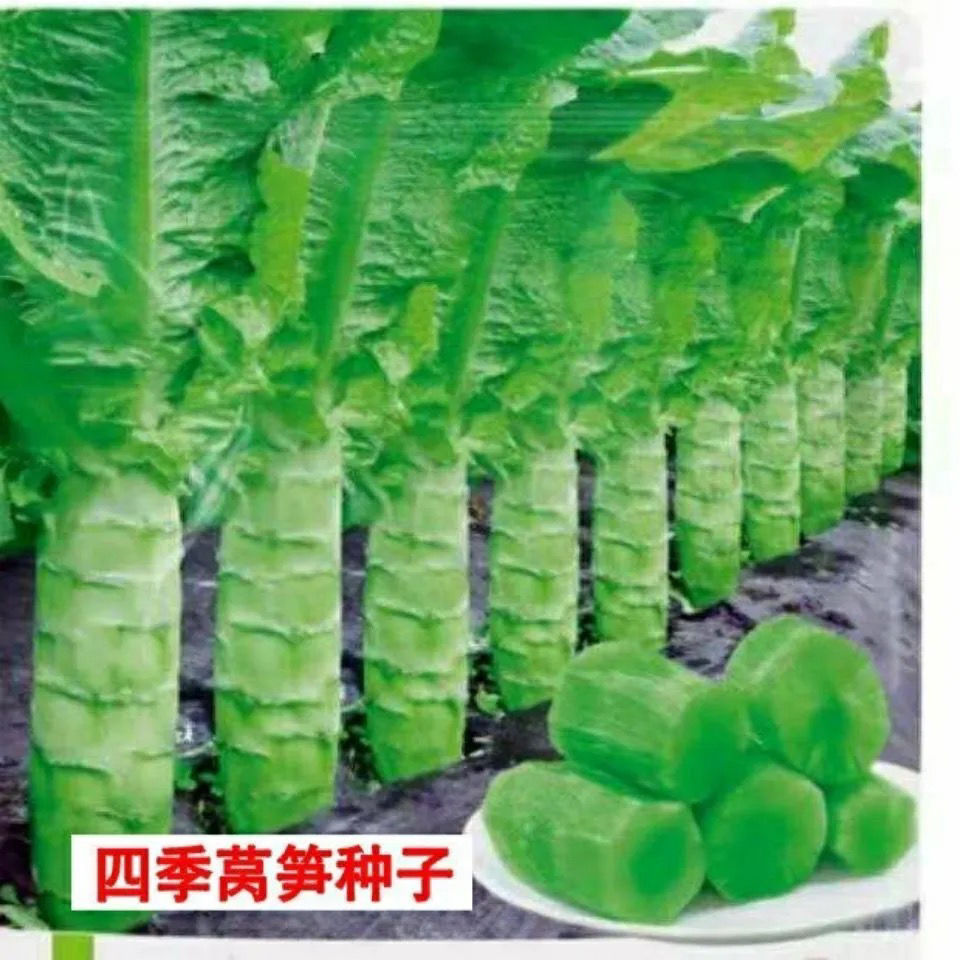 四季莴笋种子青皮绿肉香莴笋种子耐热耐寒春秋冬播蔬菜种籽