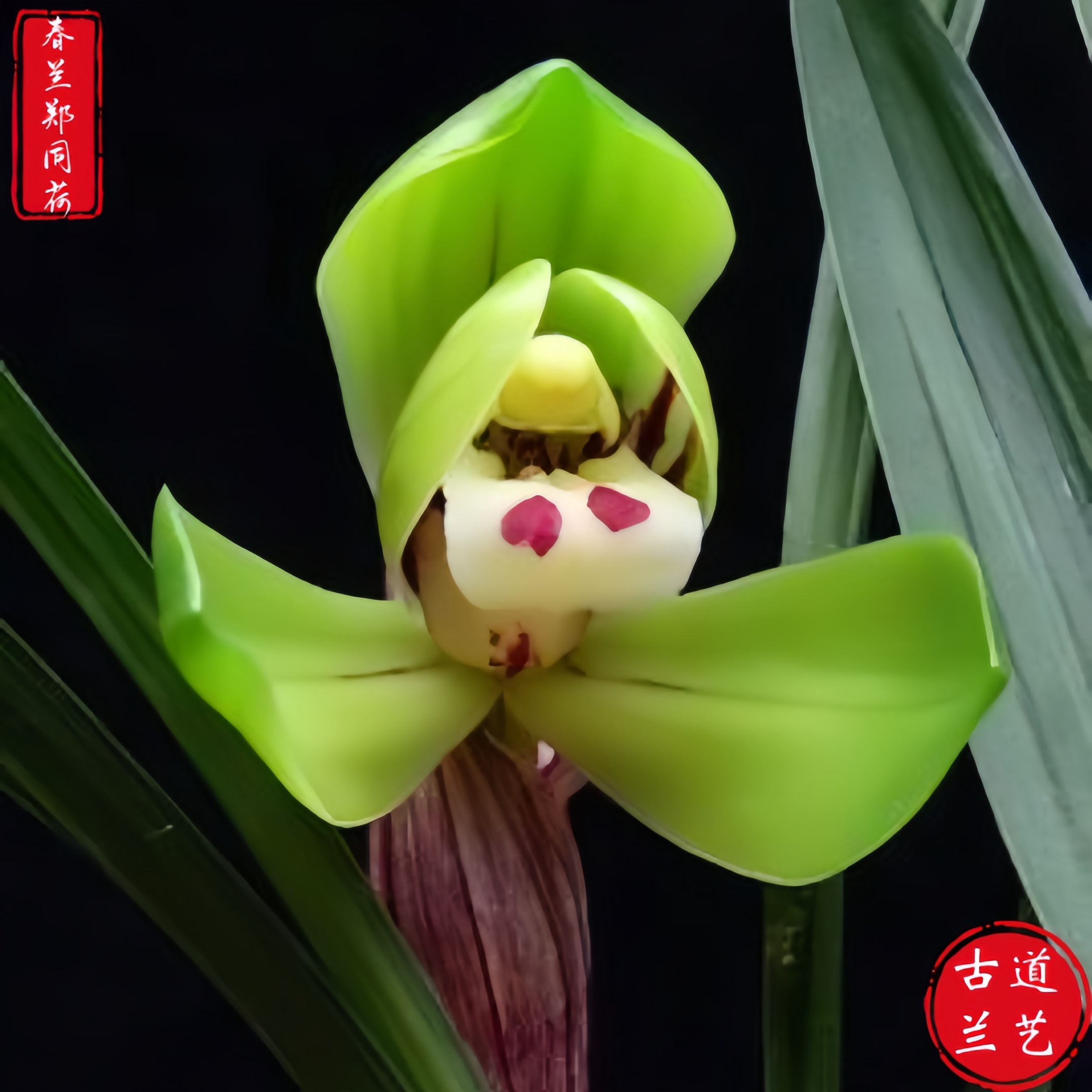 【春兰-郑同荷】古道兰艺高山国兰 易养活无温室阳台养兰