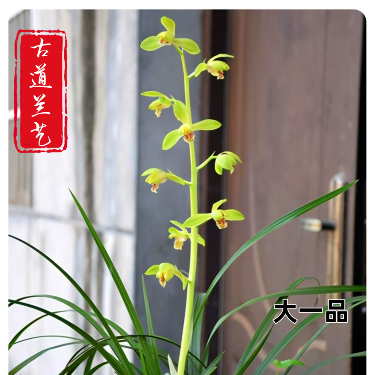 【蕙兰-大一品】古道兰艺高山国兰   易养活无温室阳台养兰