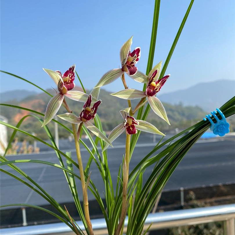 【莲瓣兰-红满天】古道兰艺高山国兰   易养活无温室阳台养兰