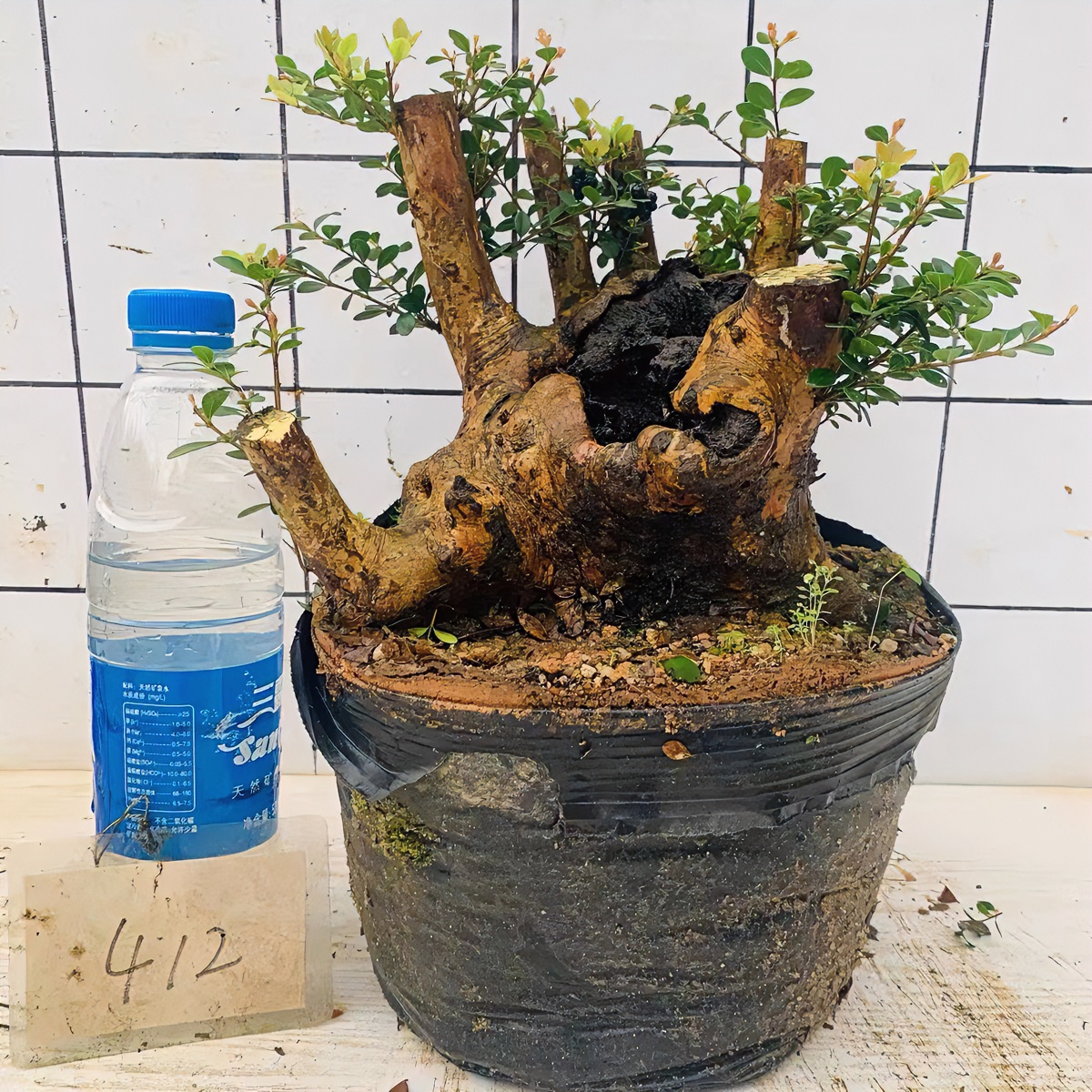 盆景盆栽绿植小叶赤楠