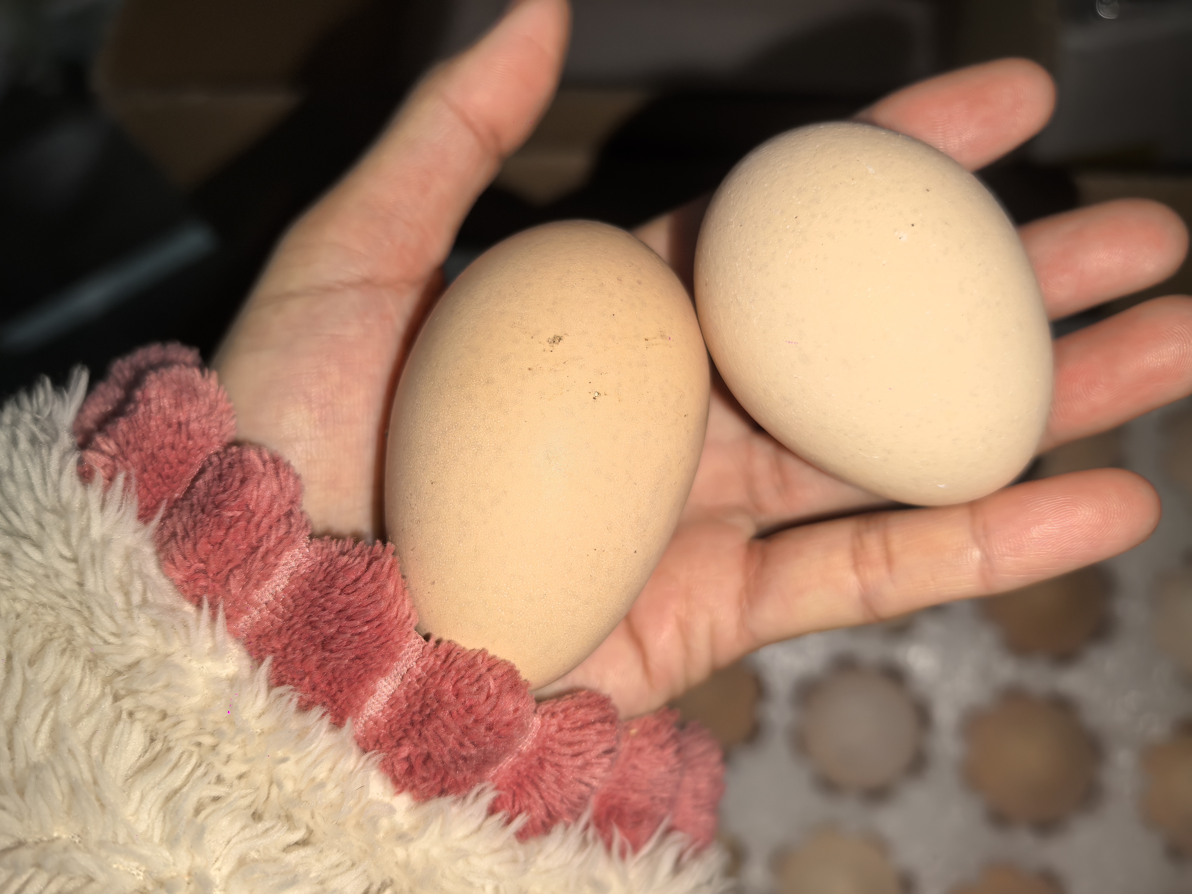 湖北恩施土鸡蛋山林散养鸡蛋农村特产农户收购