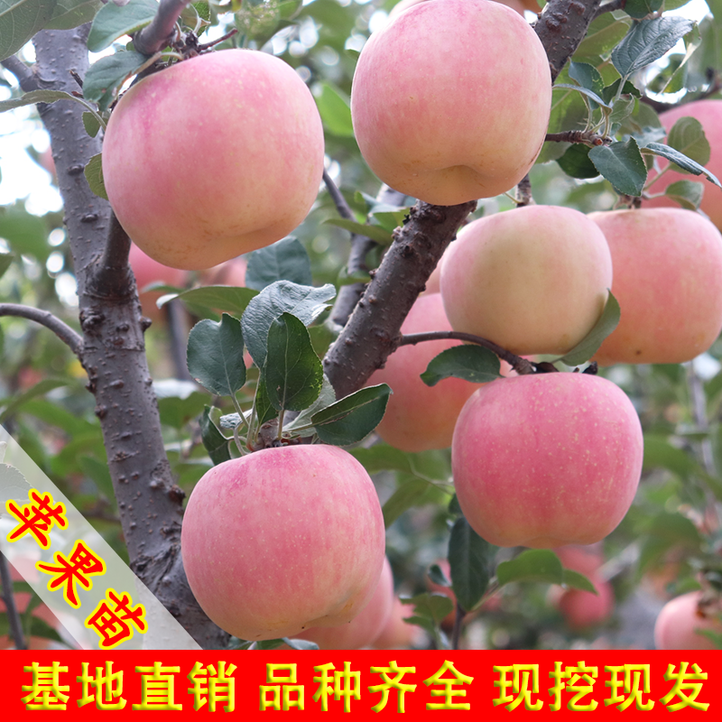 苹果树苗 嫁接鸡心果 南方北方种植 盆栽地种
