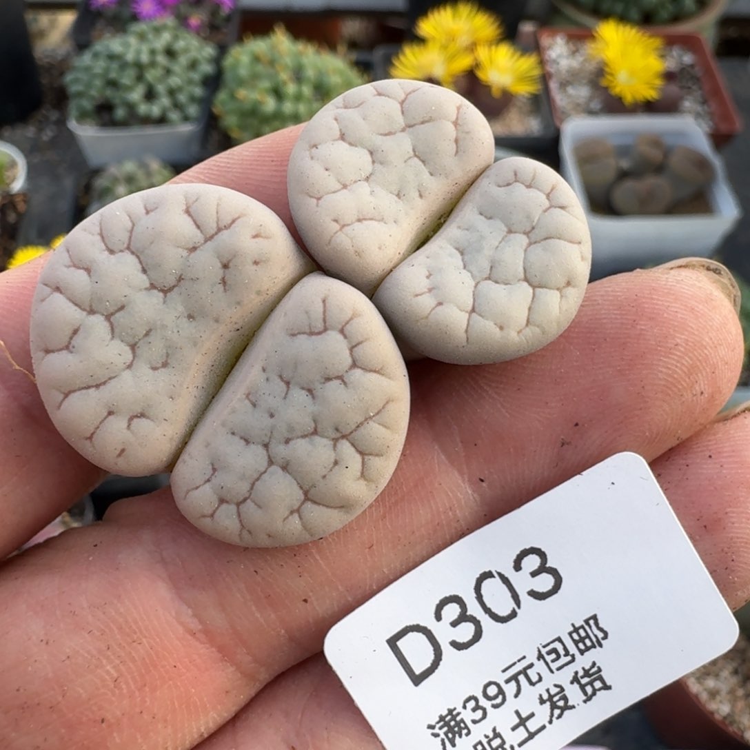 303哈哈哈哈哈哈哈哈哈哈