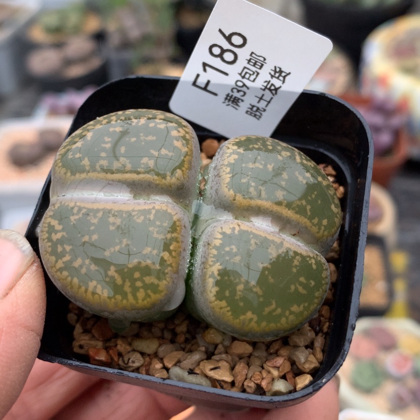 【闪购商品】186号