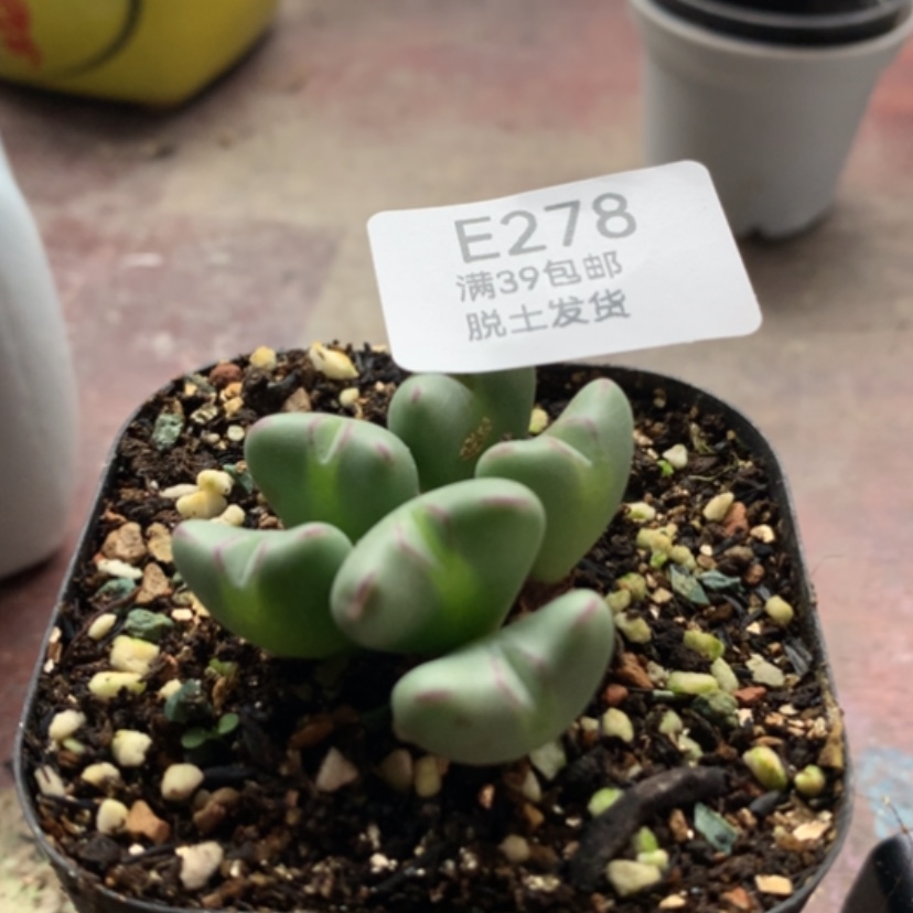 【闪购商品】279号