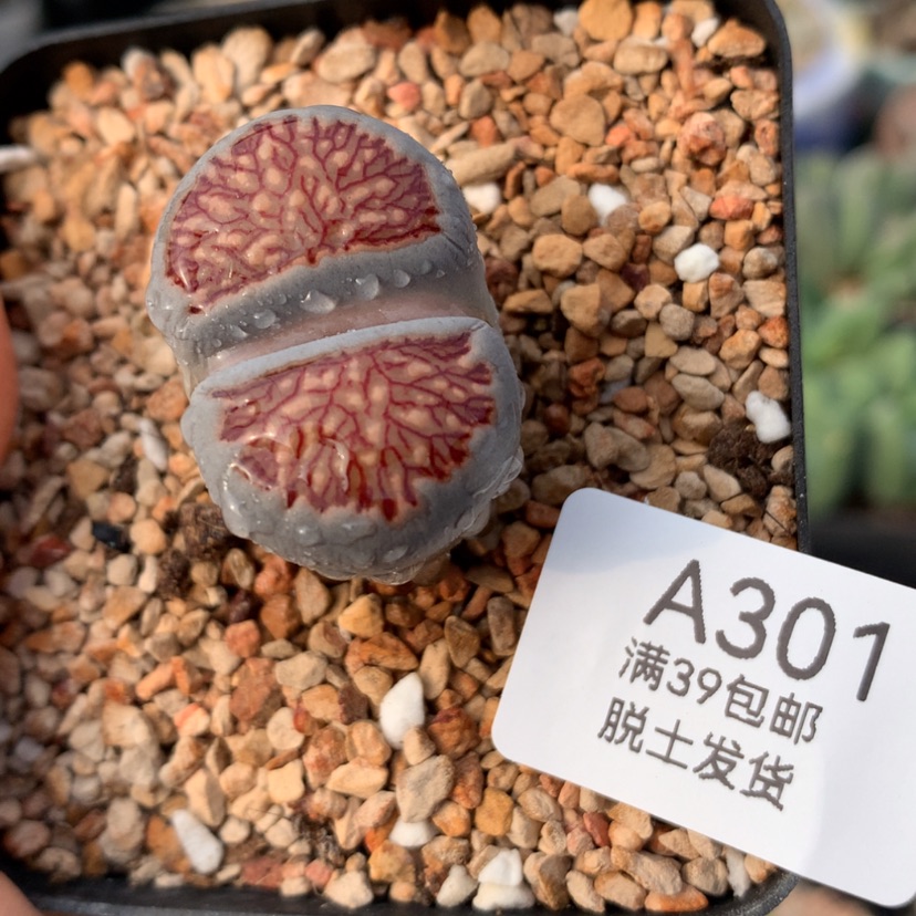 【闪购商品】39包邮