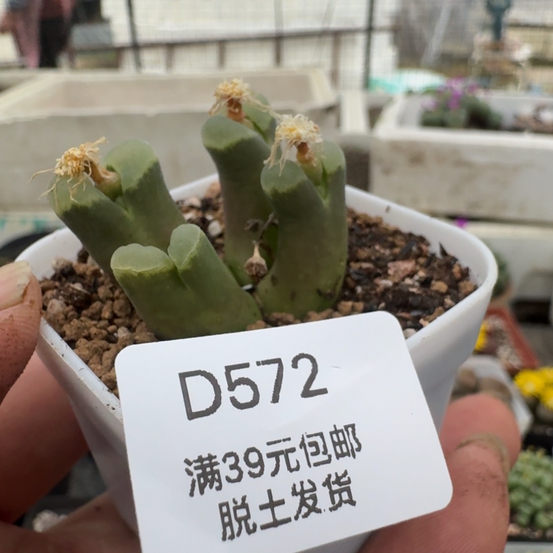 572哈哈哈哈哈哈哈哈哈多肉