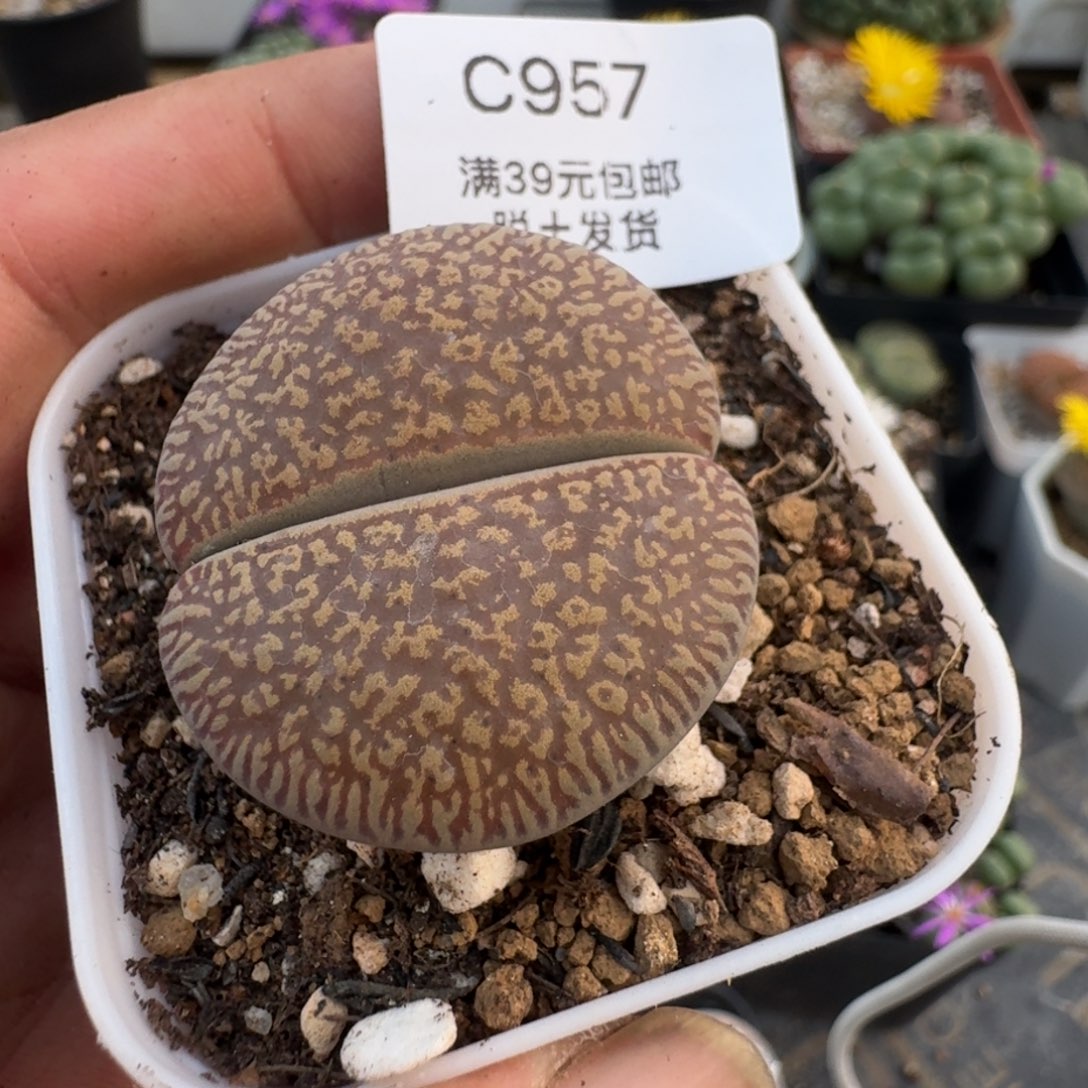 957哈哈哈哈哈哈哈哈哈哈