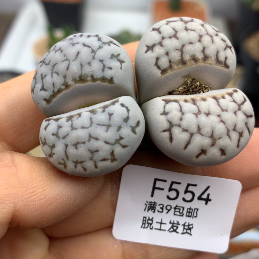 【闪购商品】39包邮 腿长