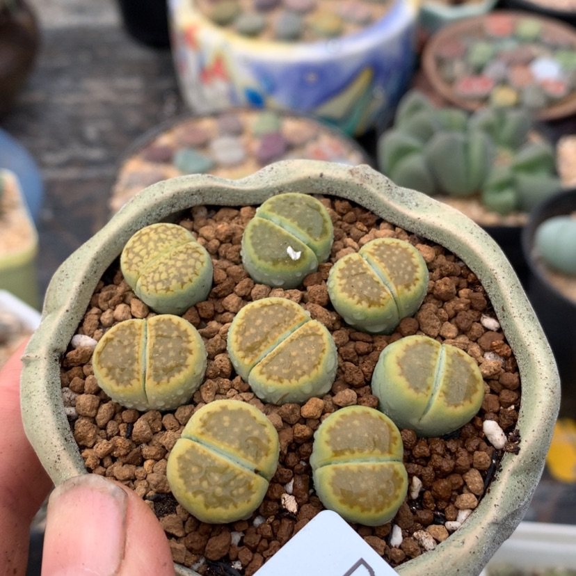 【闪购商品】264号