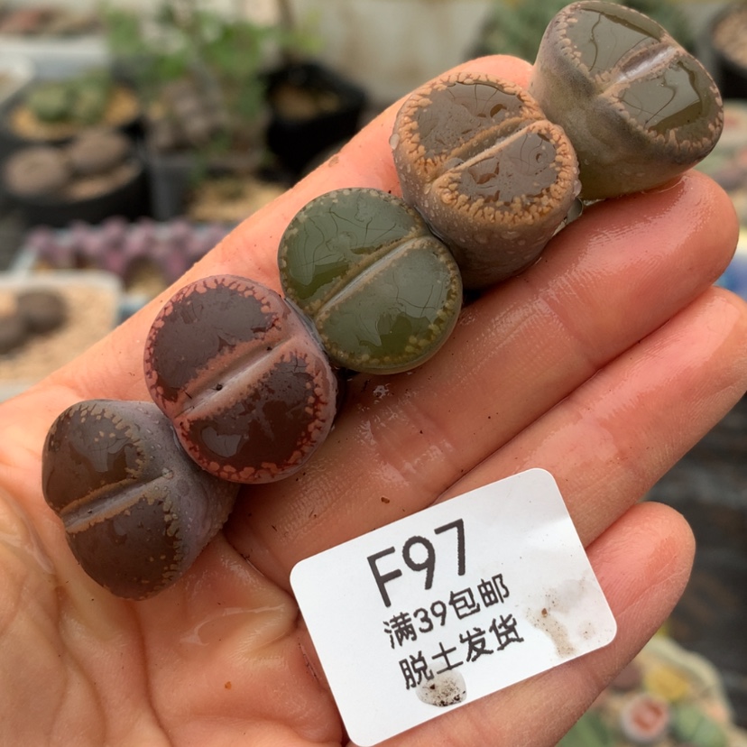 【闪购商品】39包邮