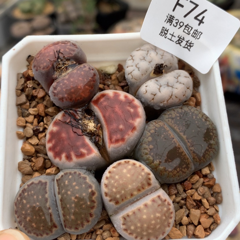 【闪购商品】39包邮