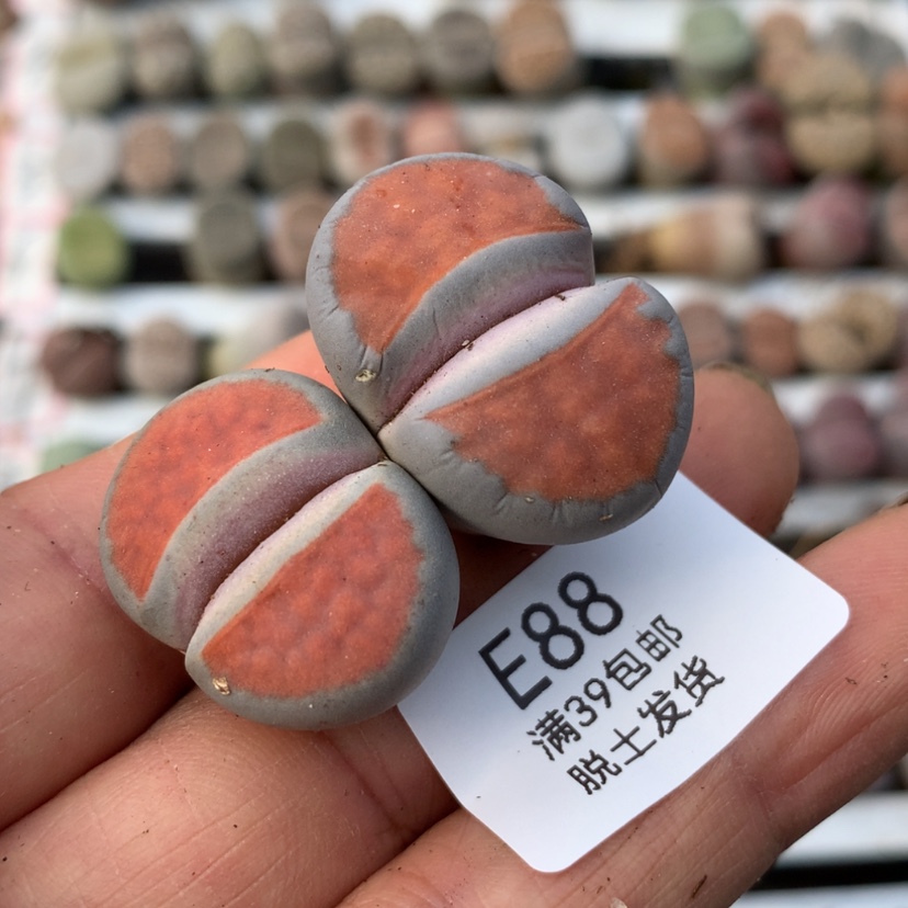 【闪购商品】088号