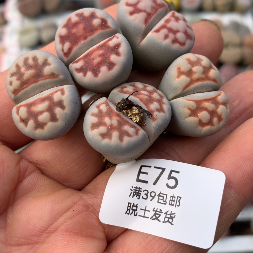 【闪购商品】075号