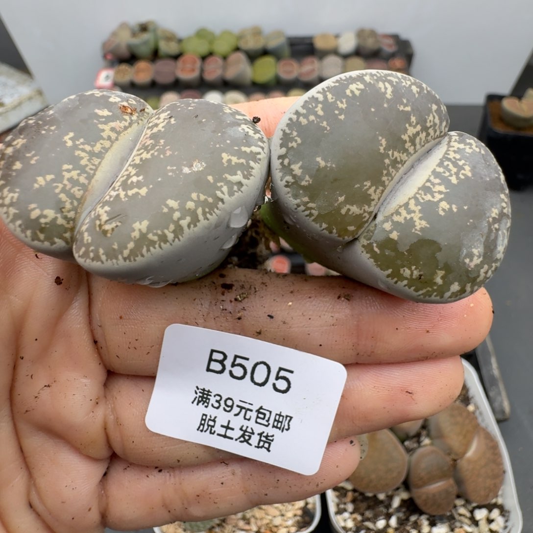 39包邮505腿长3.5厘米福利