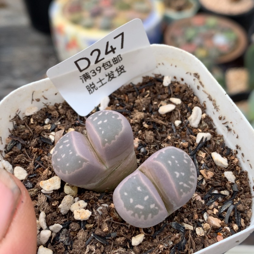 【闪购商品】247号