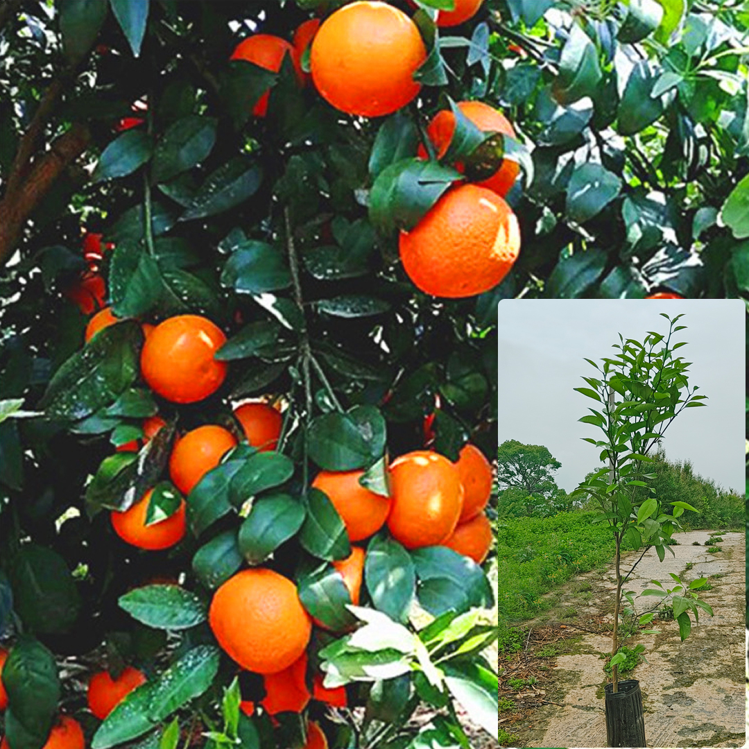 地栽带杯高糖无毒 明日见柑橘苗 正品【原土原杯】种植基地直接发货