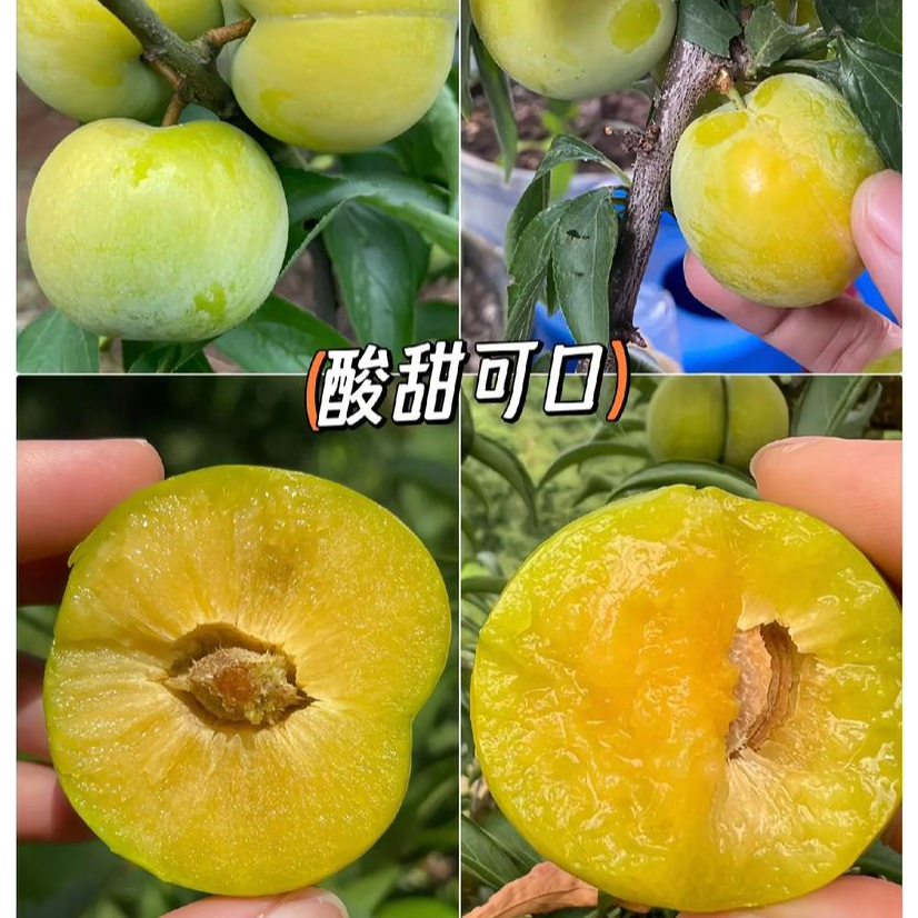 蜂糖李子苗  种植基地直接发货