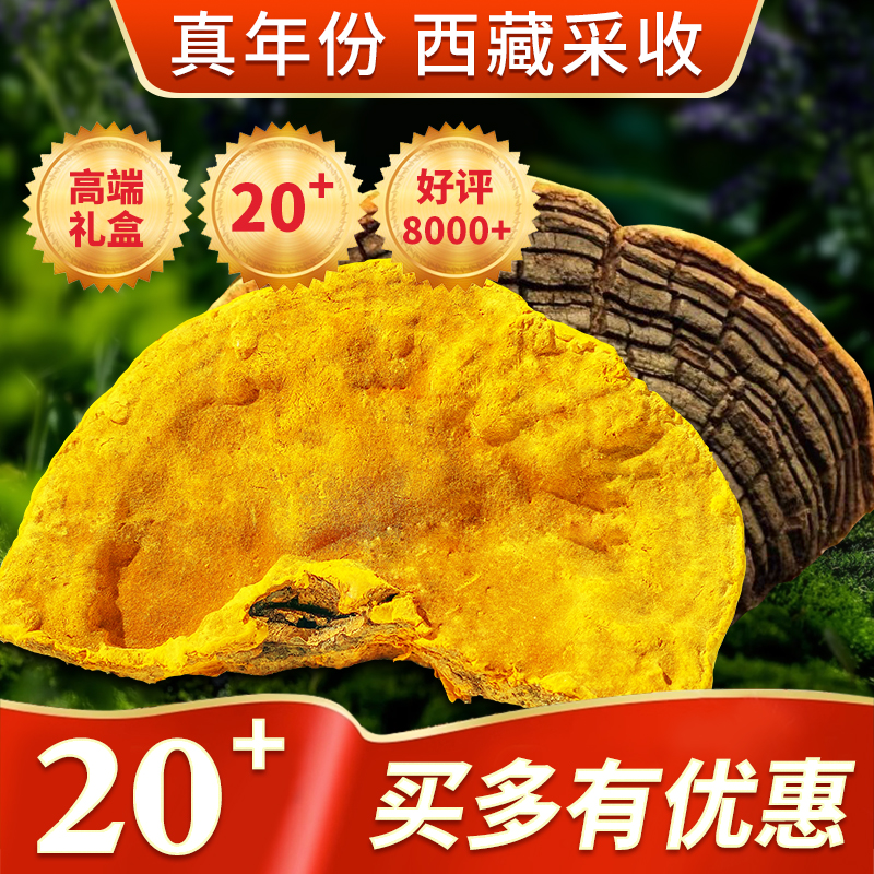 正宗西藏野生桑树桑黄灵芝金边特级林芝波密特产整朵整枝切刀正品