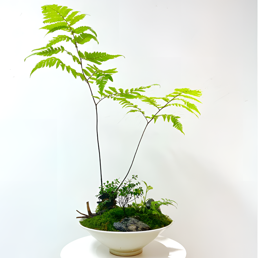 【一物一拍】禅意茶室书房造景蕨类植物网红水培绿植耐阴喜水好养活