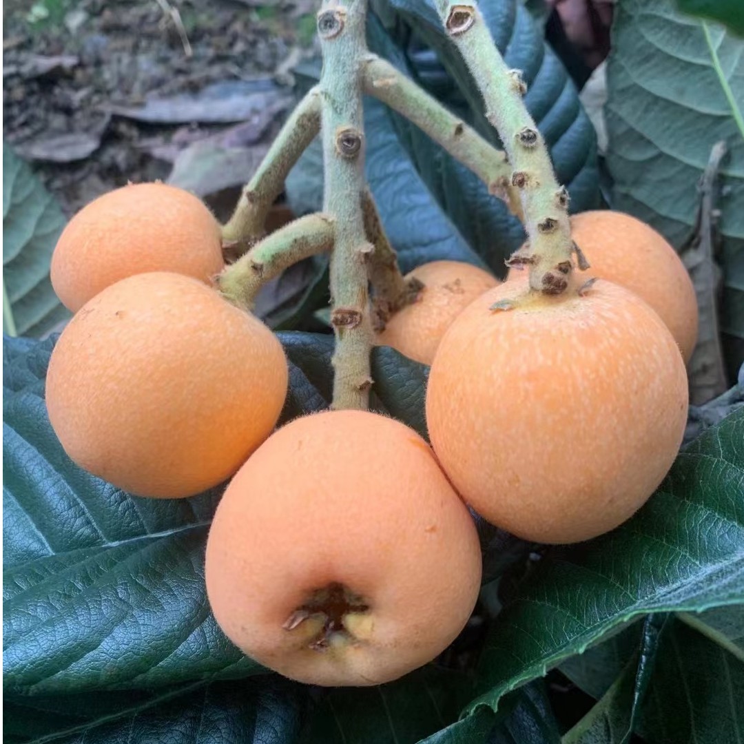 五星枇杷果苗 嫁接苗 早中六号枇杷果苗 可盆栽地栽