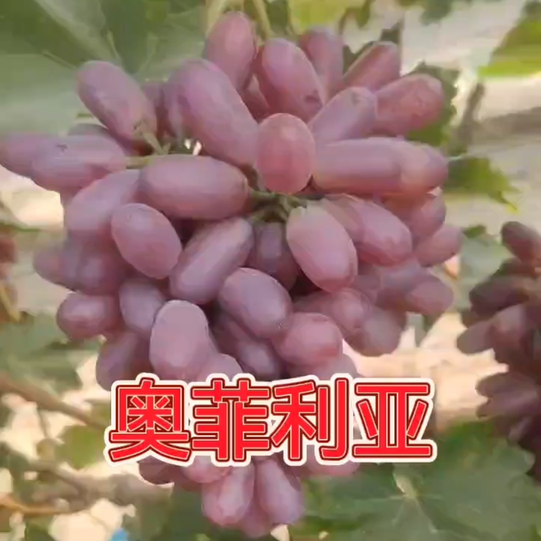 农祥苗木-奥菲利亚【扦插】葡萄苗