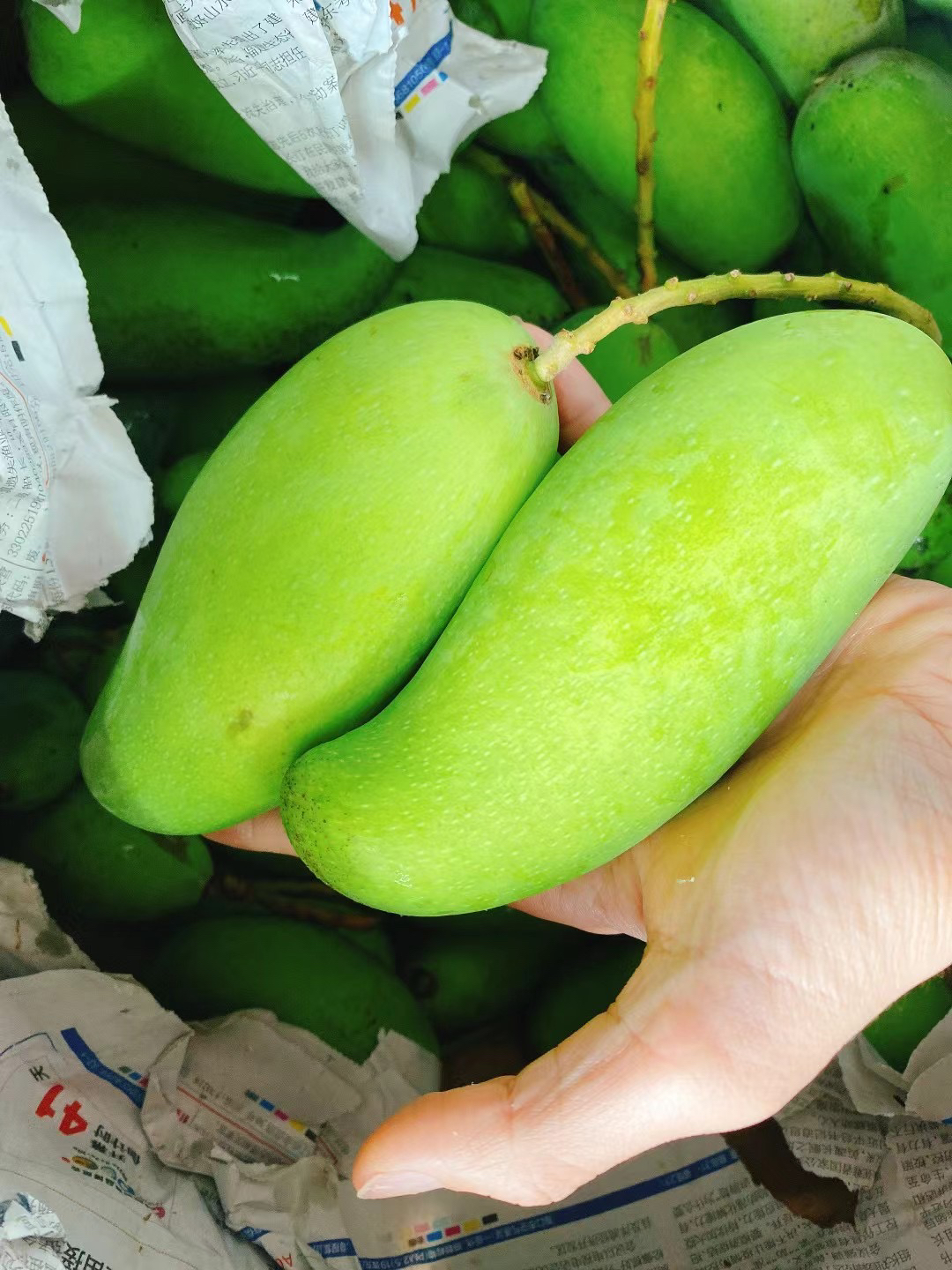 丫丫潮汕特产陆丰甲子 青芒  海南象牙芒