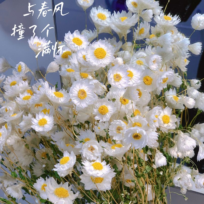 鲁丹鸟鲜花ins风干花花束客厅装饰摆设拍摄道具真小雏菊摆件