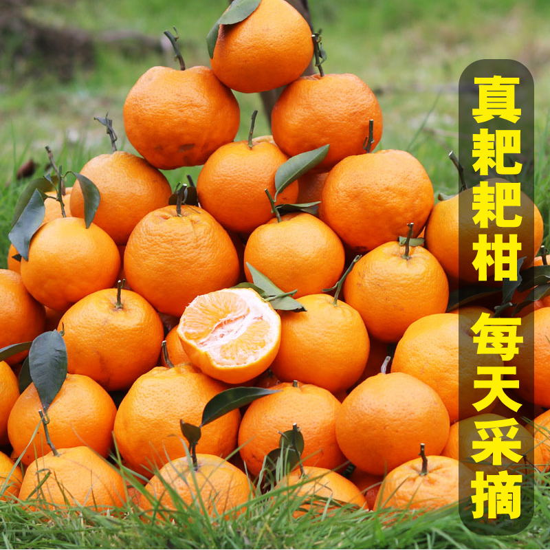 粑粑桔（纯甜）5斤