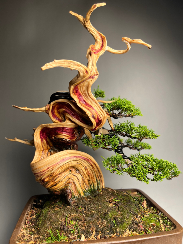 盆栽直播链接1（非拍品勿拍）