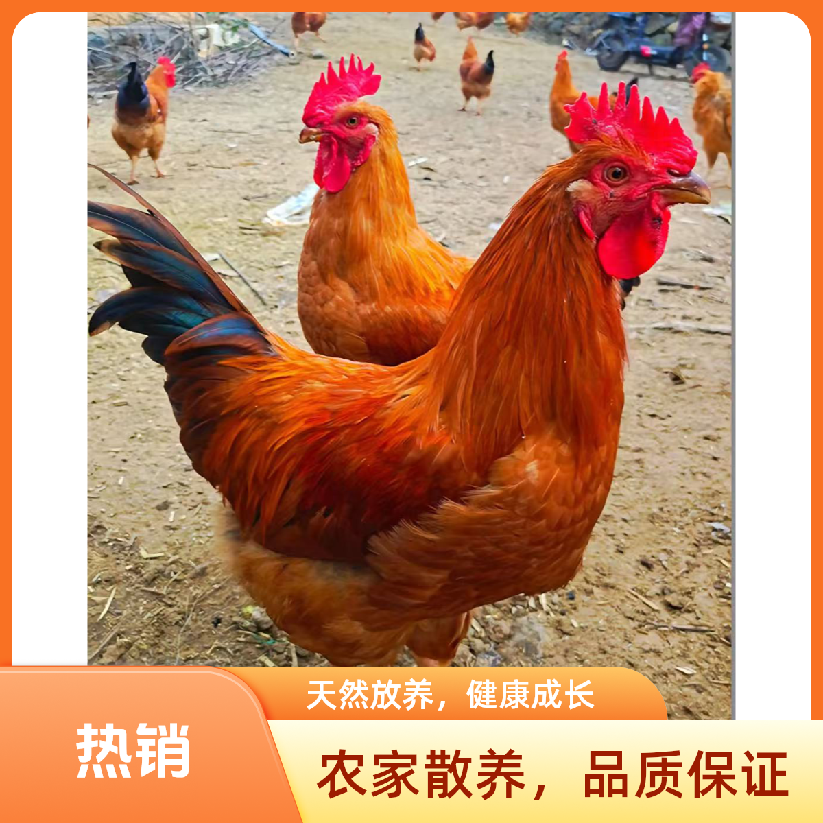 农村散养土鸡 溜达鸡 天然放养（重量以直播间实物为准）