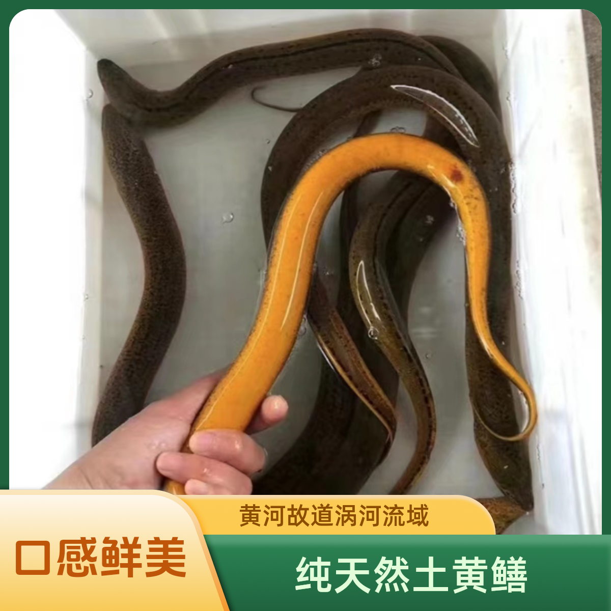 2-4两 土鳝鱼 顺丰冷链包邮到家 到手保活