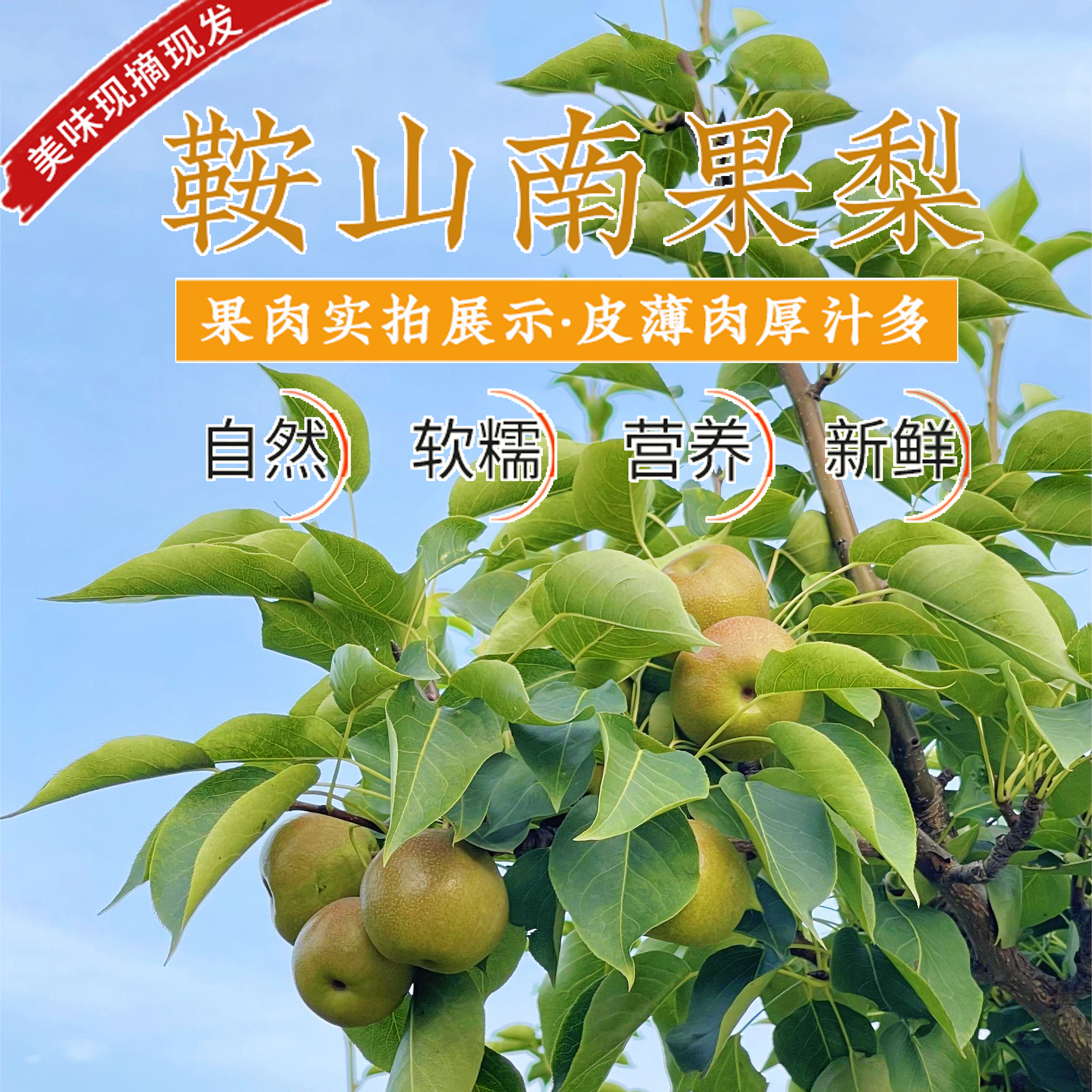 【大伟说专属】南果梨/九龙湖种植基地直发/5斤/青果发货/30枚