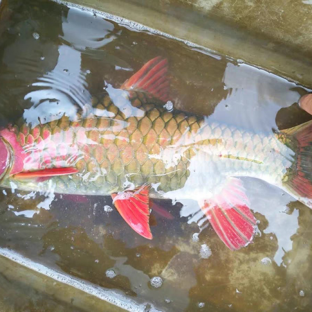 红脸青竹鲤红竹冷水观赏鱼养宠装备鱼观赏鱼