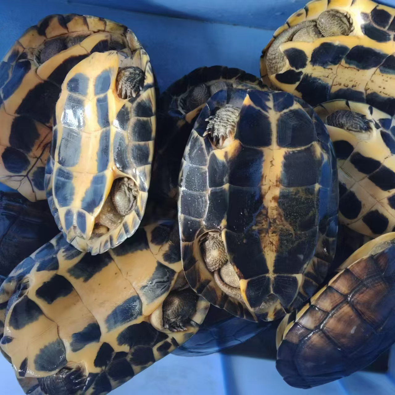 养殖场直销9两至1.3斤石金钱龟，统货100斤包邮，便宜不贵