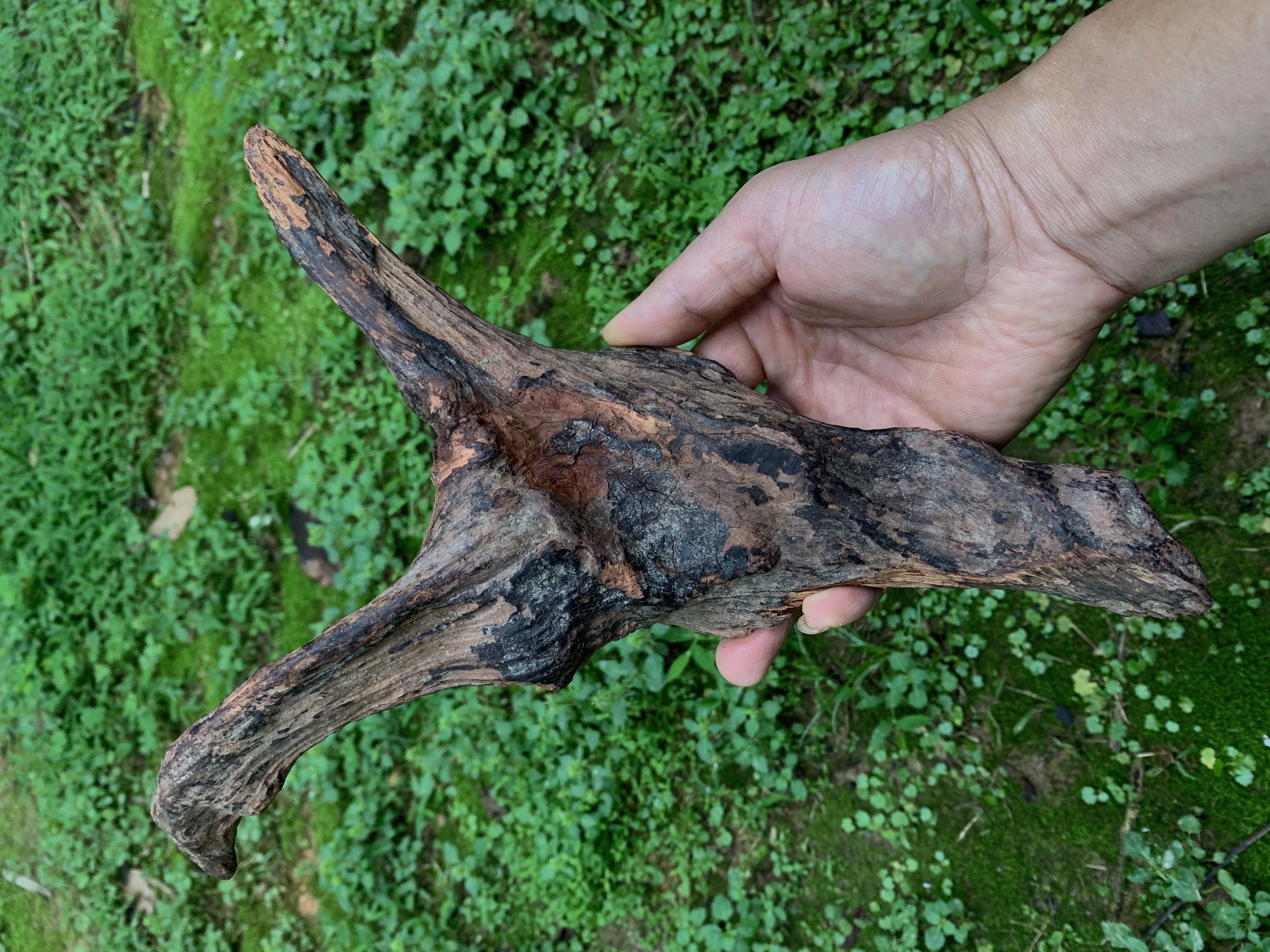 天然型海南黄花梨原木造形料 0.54斤！