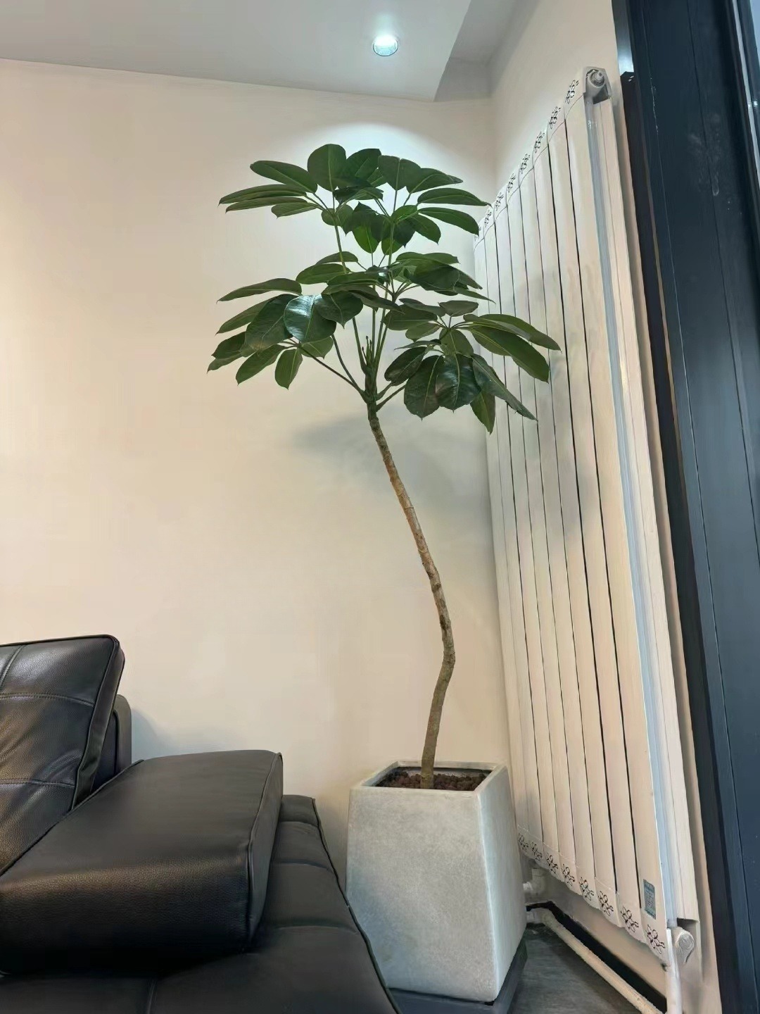 大叶伞室内大型绿植四季常青盆栽北欧风百搭观叶耐荫老桩招财树